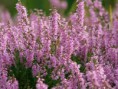 HEATHER
